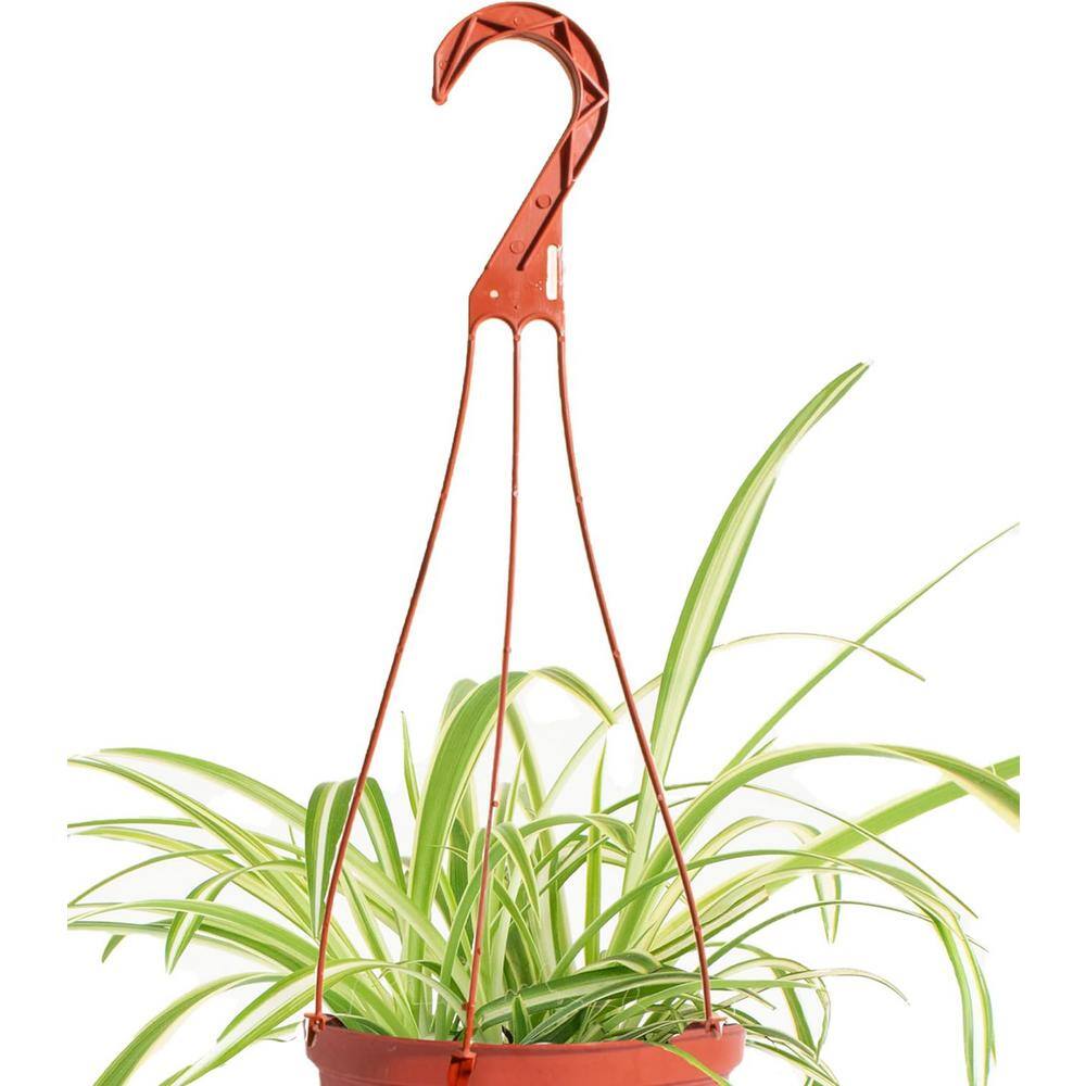 Large Brown Spider Plant in Grower Pot
