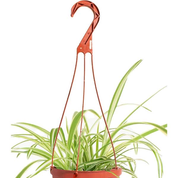 Shop Succulents Spider Plant 6 inch Live Hanging Indoor Plant in Nursery Pot