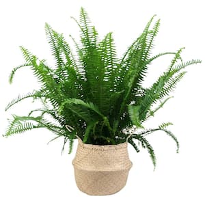 9.25 in. Kimberly Queen Fern Plant in Natural Decor Basket