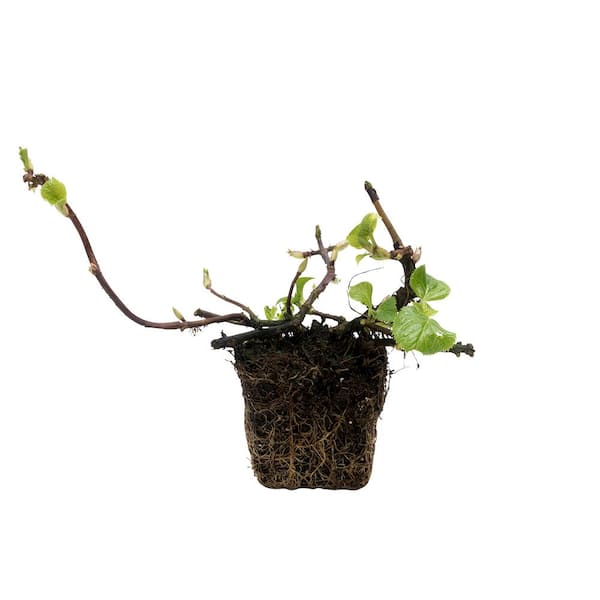 4 in. Pot Petiolaris Climbing Hydrangea Live Deciduous Plant White Flowering Vine
