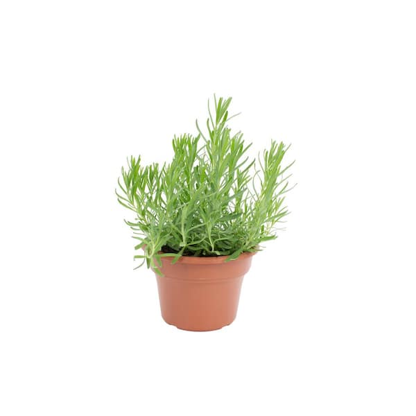 6 in. Pot Capella Rosemary-Plant (2-Plants)
