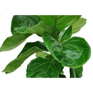 Fiddle Leaf Fig in 10in. White Decor Pot