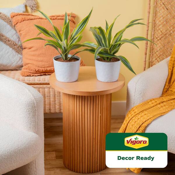 Grower's Choice Dracaena Indoor Plant in 6 in. White Ribbed Plastic Decor Planter, Avg. Shipping Height 1-2 ft. (2-Pack)