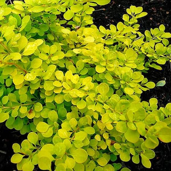 2.5 Qt. Golden 'Aurea' Barberry Live Shrub O090001 - The Home Depot