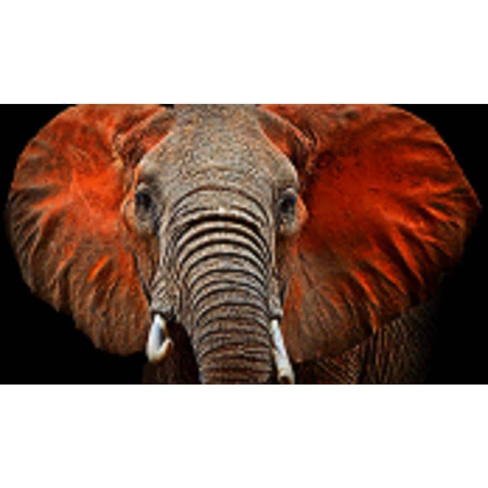 Large Elephant Close-Up Tempered Glass Wall Art