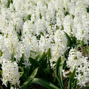 Fragrant White Hyacinth Bulb with Forcing Vase