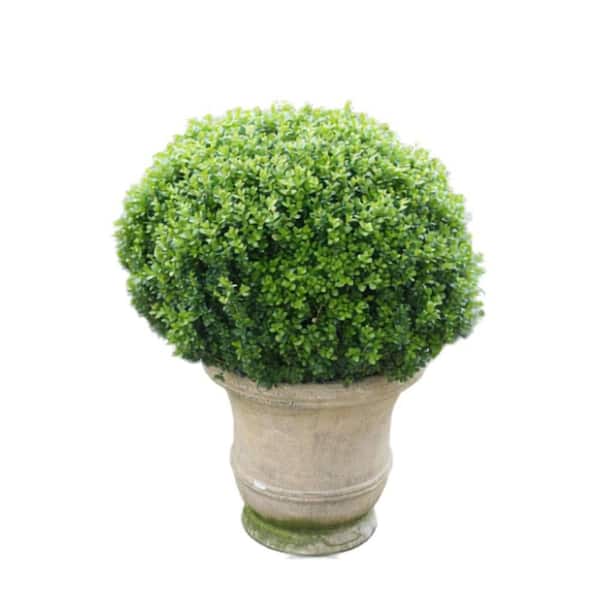 2 Gal. Sprinter Boxwood (Buxus Microphylla) Live Evergreen Shrub