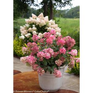 4.5 in. qt. Fire Light Hardy Hydrangea (Paniculata) Live Shrub, White to Pink and Red Flowers