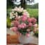 https://images.thdstatic.com/productImages/935caa88-a5fb-4e02-b505-c8d471124d88/svn/proven-winners-hydrangeas-hydprc1097800-64_65.jpg