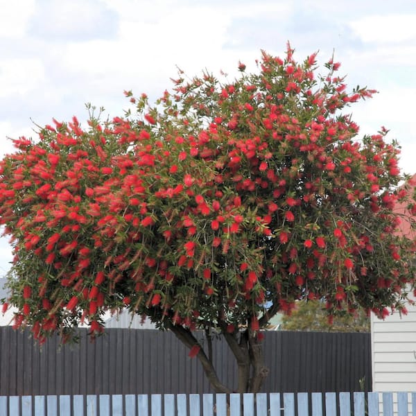 1 gal. Bottlebrush Shrub with Red Flowers
