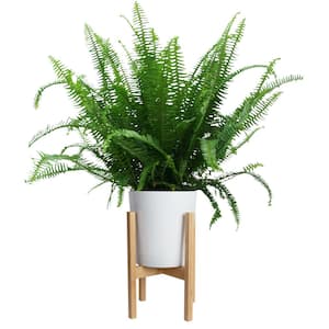 Kimberly Queen Fern Plant in 9.25 in. White Cylinder Pot and Stand