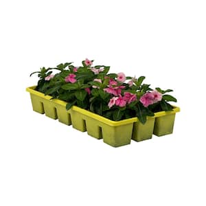1.97 Gal. Vinca Cora Deep Strawberry Flower in 2.75 in. Cell Grower's Tray (18- Plant)