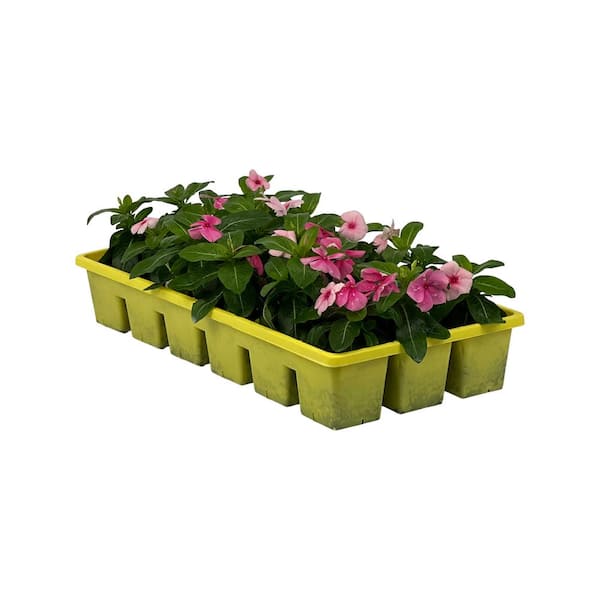 Pure Beauty Farms 1.97 Gal. Vinca Cora Deep Strawberry Flower in 2.75 in. Cell Grower's Tray (18- Plant)
