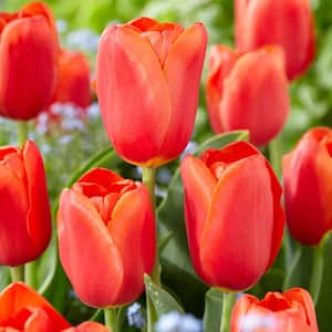 12/+ cm, Triumph Orange Juice Tulip Flower Bulbs (Bag of 50)