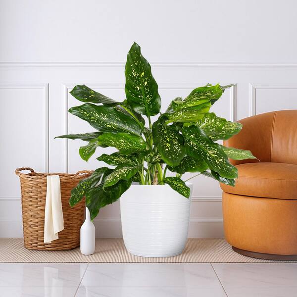 plants that look like pothos Pothos Epipremnum aureum 'Emerald'
