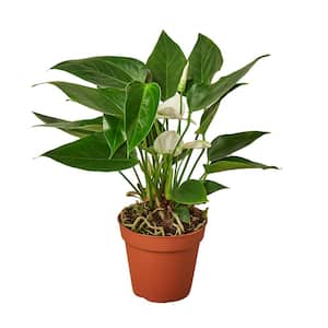 White Anthurium Plant in 4 in. Grower Pot