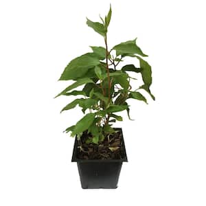 Hardy Kiwi Plants 2-Females and 1-Male Plant