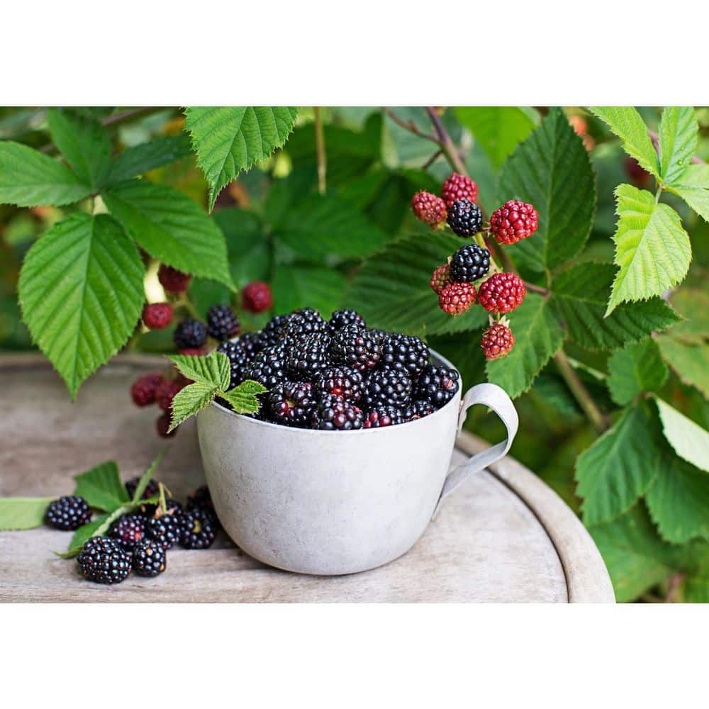 1 gal. Triple Crown Thornless Blackberry Plants, 1 gal. – Live Fruiting Berry Bushes, 2-Pack price history on PriceWatchPro
