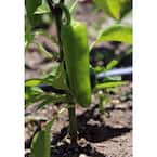 4.25 in. Grande Proven Selections Mucho Nacho Jalepeno Live Plant Vegetable (Pack of 4)