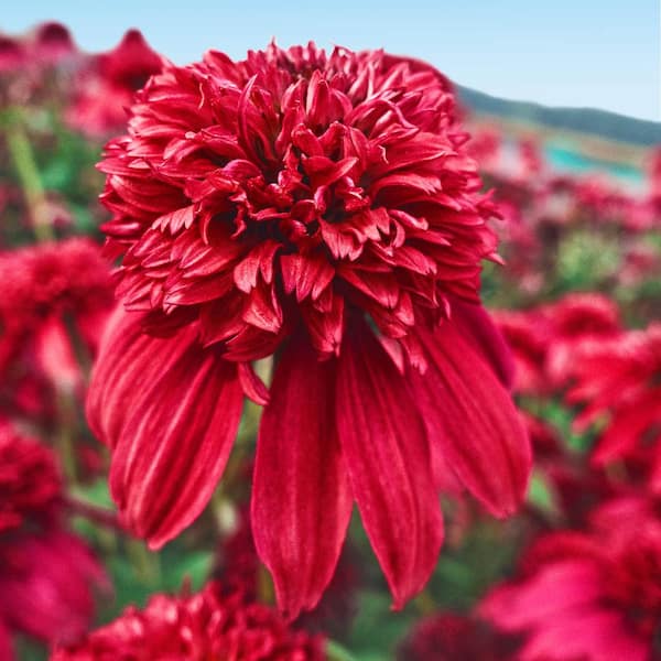 Spring Hill Nurseries Cranberry Double Coneflower (Echinacea) Live Potted Perennial with 2 in. Pot