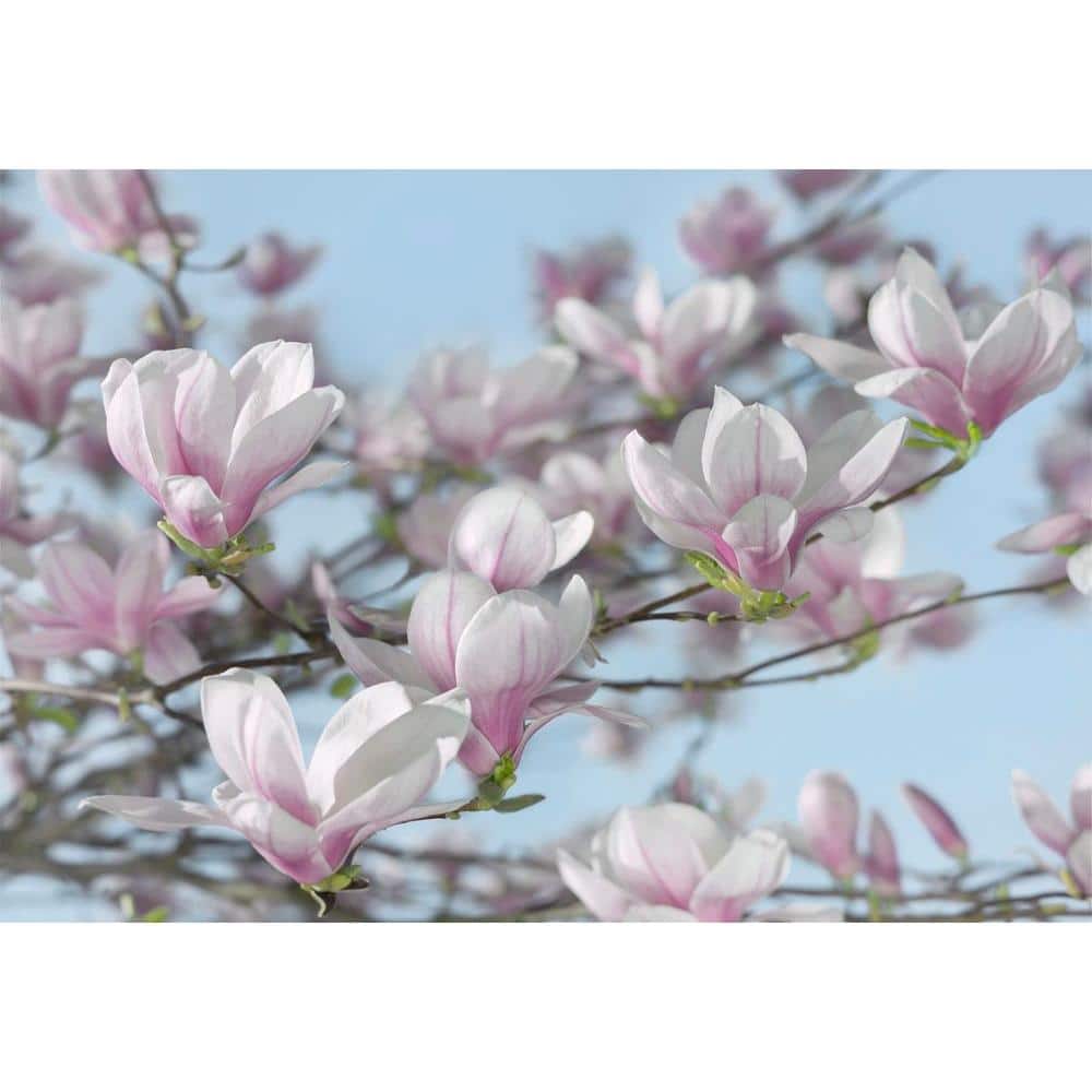 Pink Magnolia Bloom Self-Adhesive Recyclable Paper Wall Mural