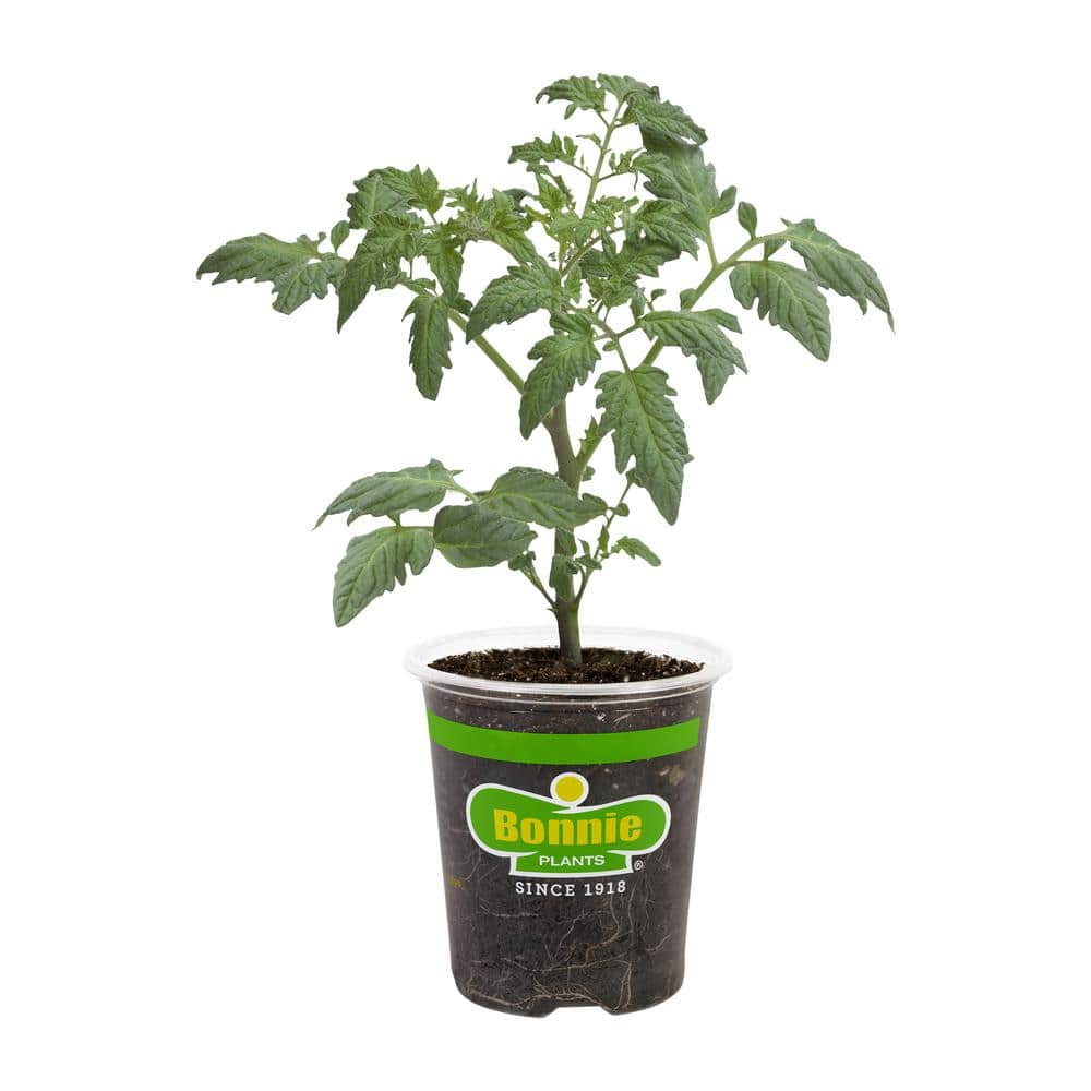Bonnie Plants 19 oz. Black Prince Heirloom Tomato Plant 0258 The Home