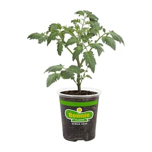 19 oz. Black Prince Heirloom Tomato Plant