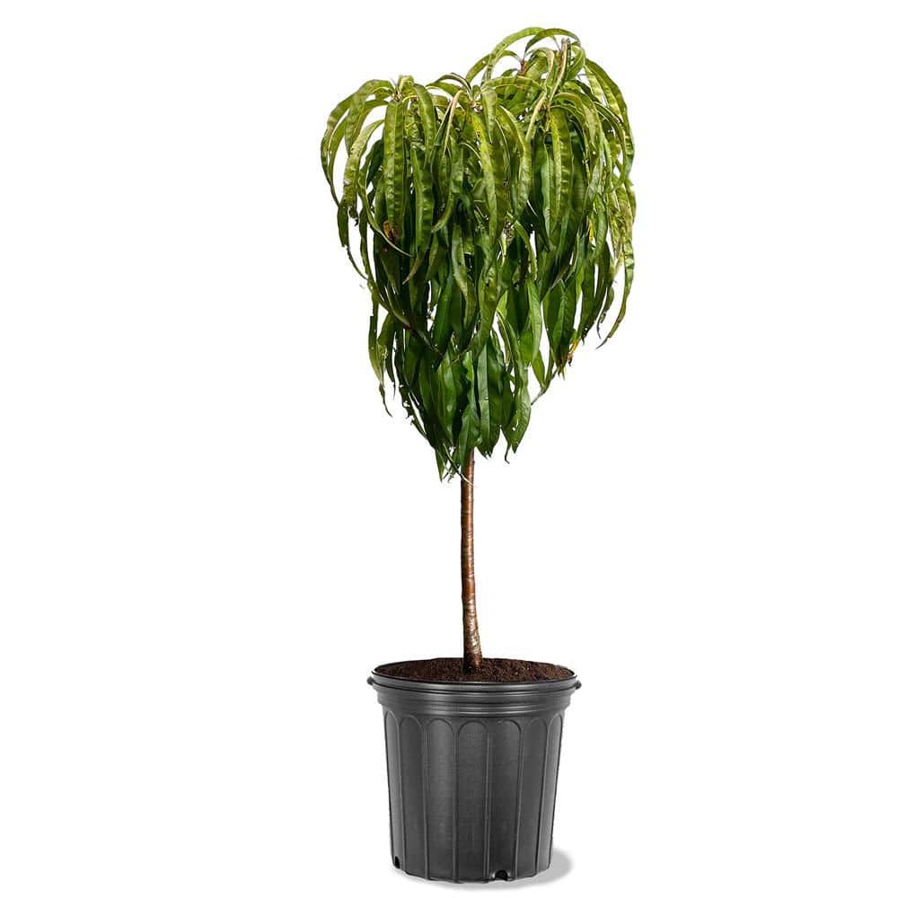 5 Gal. Bonanza Patio Peach Tree PCHBNZ05G - The Home Depot