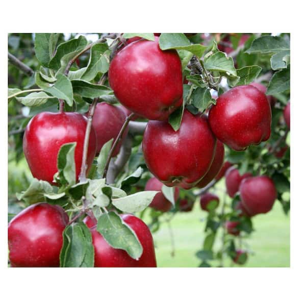 7 Gal. Red Delicious Apple Tree APPRED07G - The Home Depot