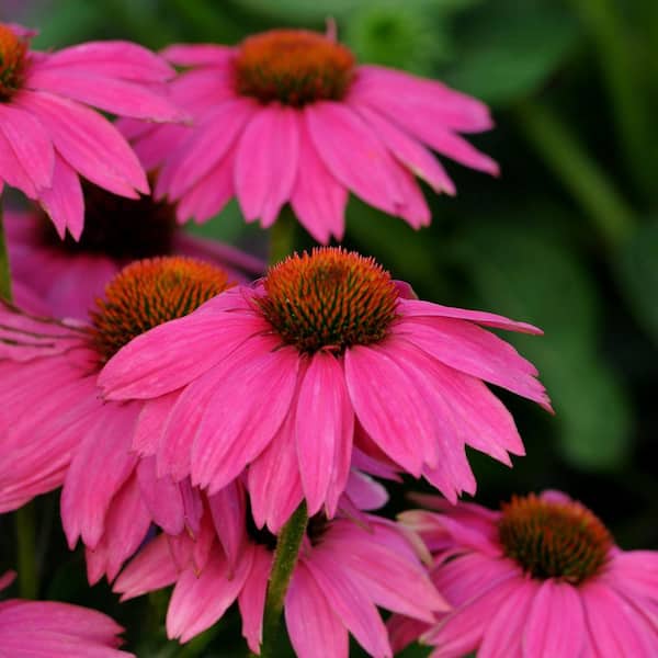 Unbranded Perennial Echinacea Pow Wow Wildberry 2.5 qt. (2-Pack)
