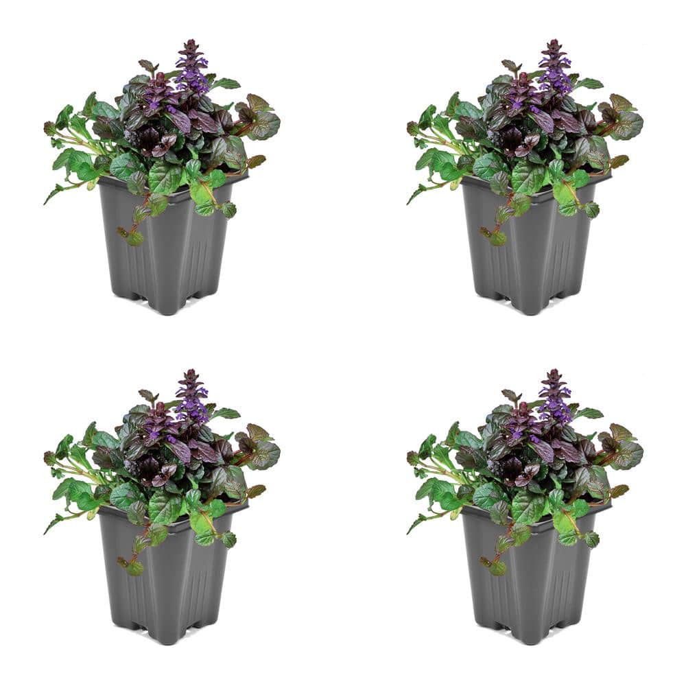 1.0 PT Ajuga Perennial Plant with Violet Flowers - 4 Pack