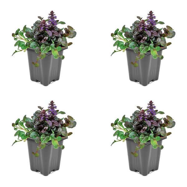 Unbranded 1.0 PT Ajuga Perennial Plant with Violet Flowers - 4 Pack