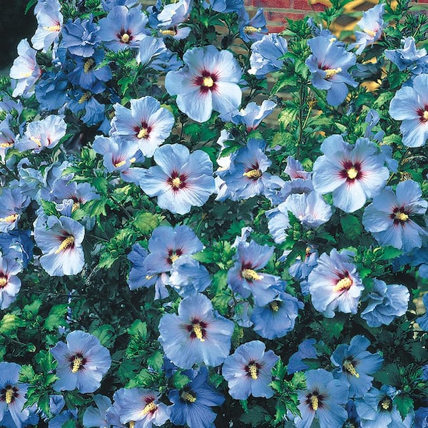 Spring Hill Nurseries Bluebird Rose of Sharon Althea Dormant Bare Root Flowering Starter Shrub (1-Pack)