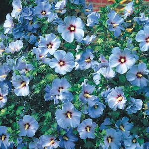 Bluebird Rose of Sharon Althea Dormant Bare Root Flowering Starter Shrub (1-Pack)