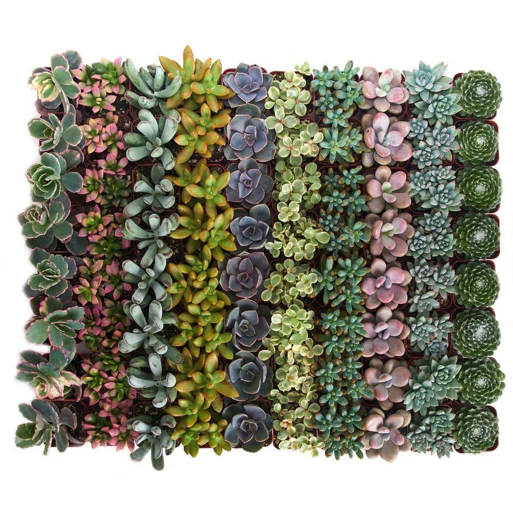 2 in. Premium Pastel Succulent (Collection of 140) price history on PriceWatchPro