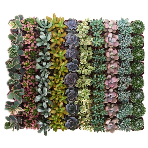 Shop Succulents 2 in. Premium Pastel Succulent (Collection of 32)