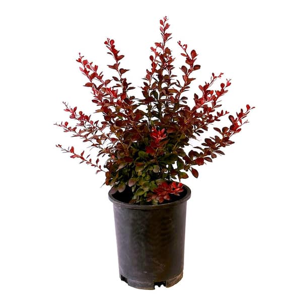 Unbranded 2.5 Qt. - Crimson Pygmy Barberry Live Shrub with Deep Red, Purple Folliage
