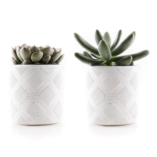 Unbranded 2.5 in. Assorted Succulent Set in White Weave Pot (2-Pack)