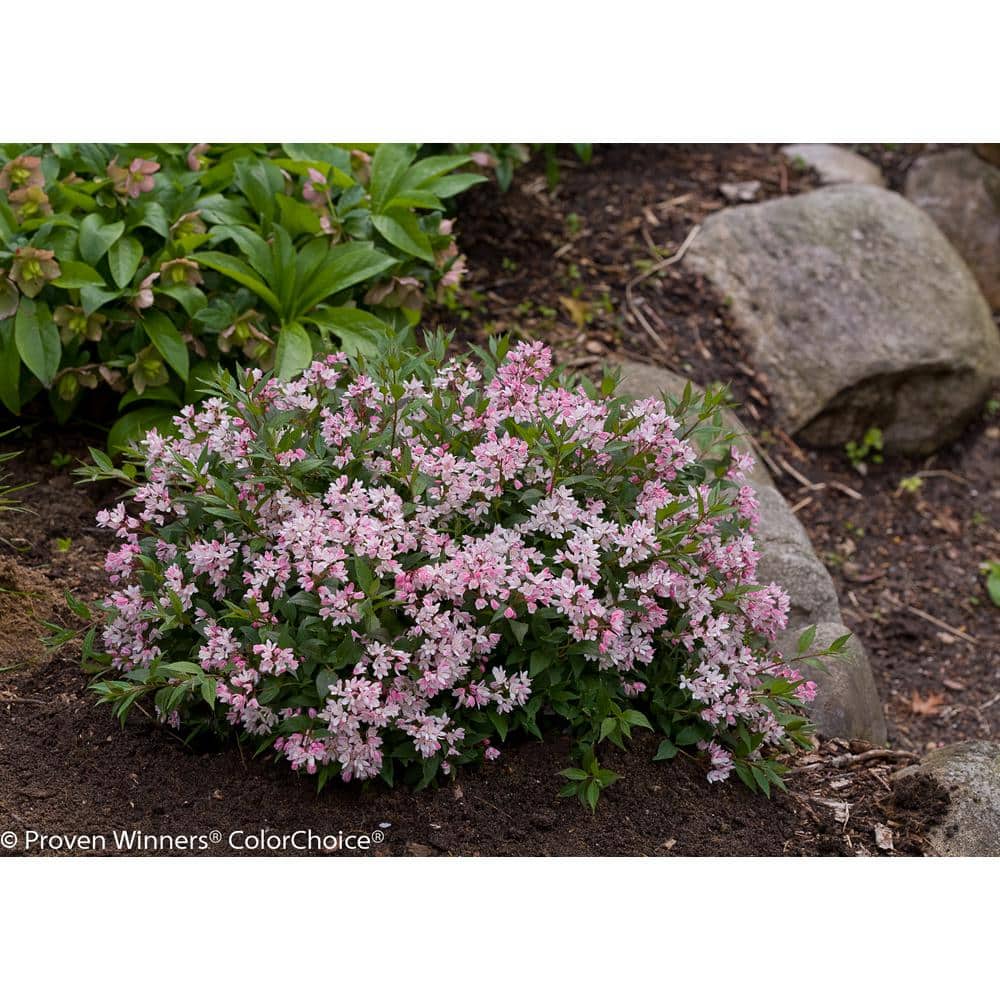 Yuki Cherry Blossom Pink Deutzia Live Shrub in 1 Gallon Container