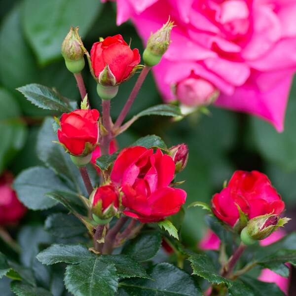 KNOCK OUT 2 Gal. Red Double Knock Out Rose Bush with Red Flowers 13210 -  The Home Depot