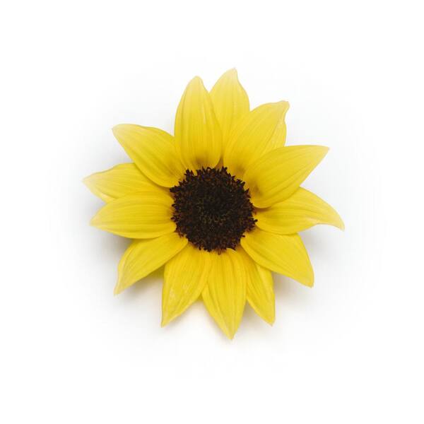 2.5 qt. Sunflower SunBuzz Annual Plant with Yellow Flowers