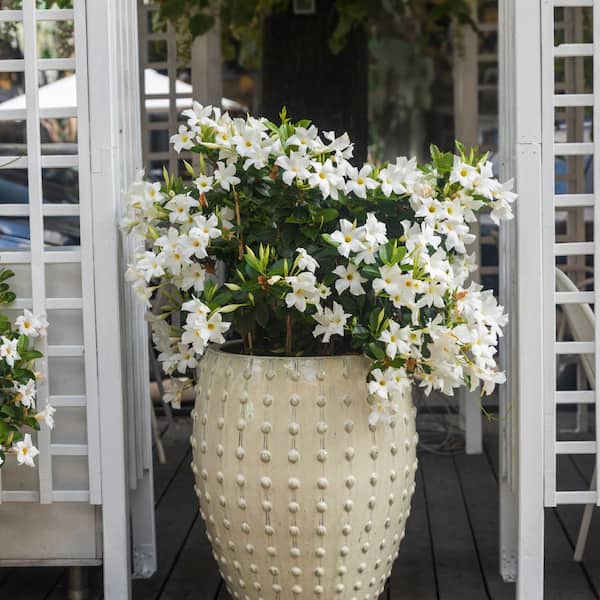national PLANT NETWORK 4 in. Mandevilla Plant with White Flowers