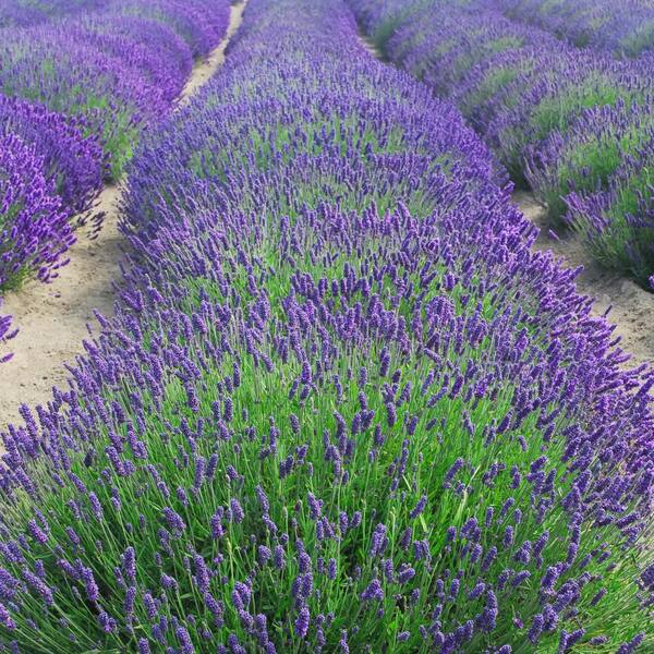 national PLANT NETWORK 3.25 in. Lavender Super Blue Plant (3-Pack