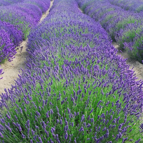national PLANT NETWORK 3.25 in. Lavender Super Blue Plant (6-Pack) HD1577A  - The Home Depot