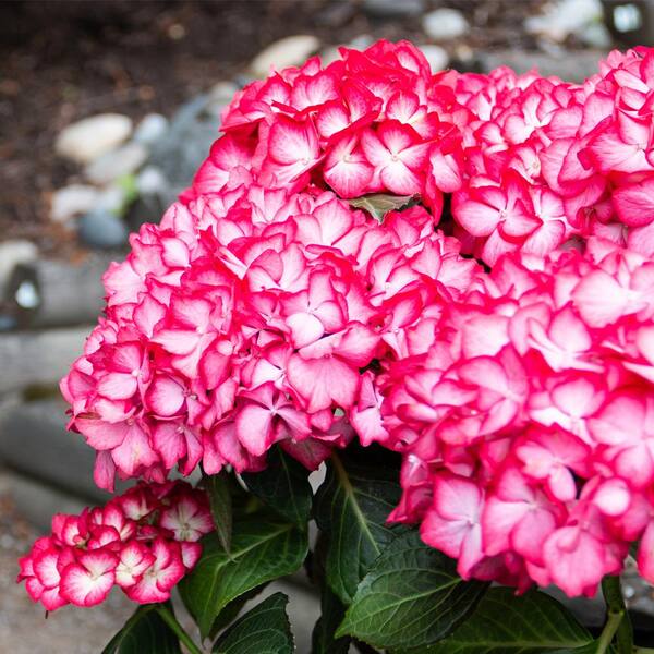 VAN ZYVERDEN 4 in. Bloomin' Easy Hydrangea Kimono Potted
