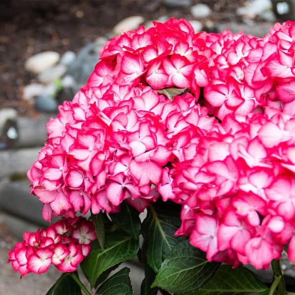 VAN ZYVERDEN 4 in. Bloomin' Easy Hydrangea Kimono Potted