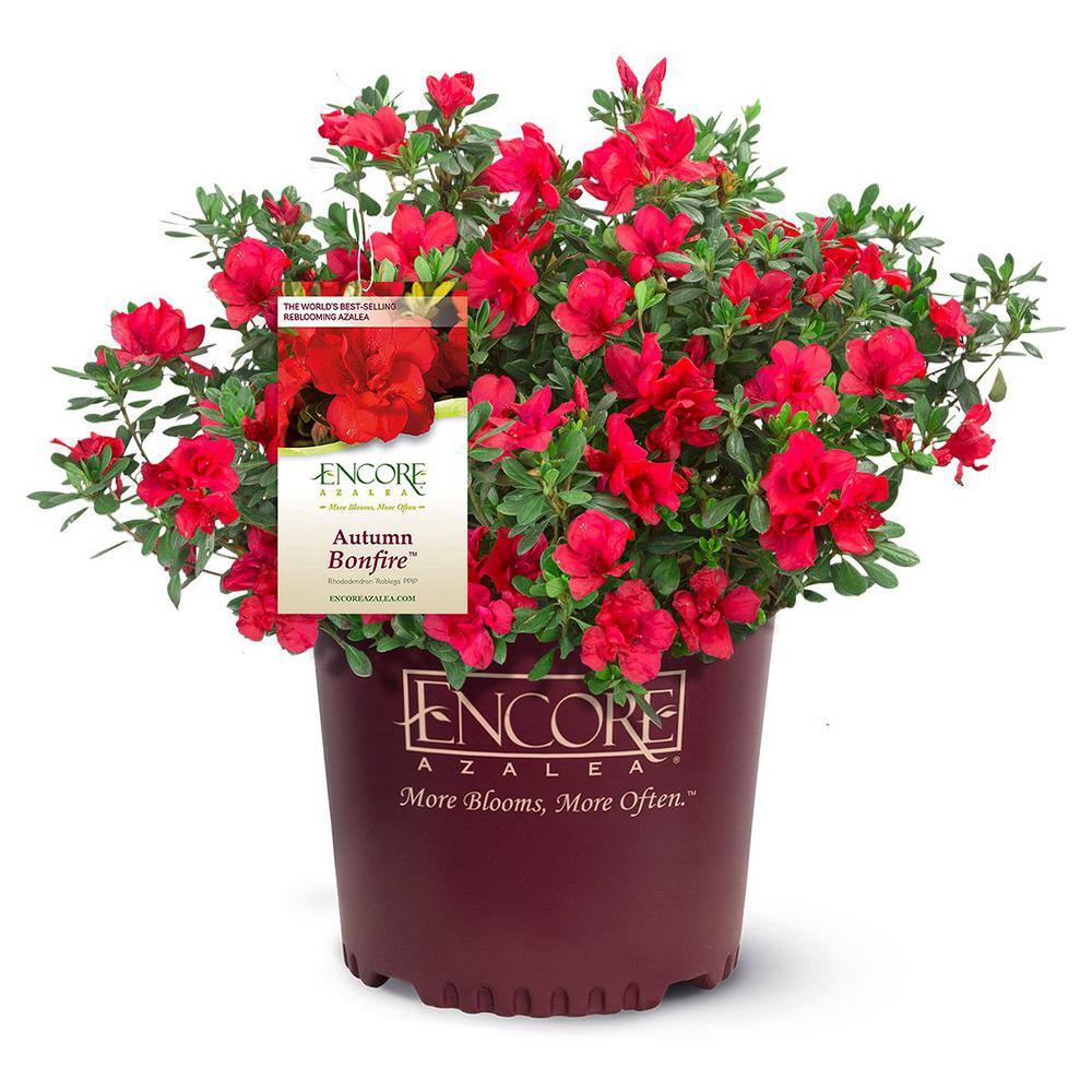 ENCORE AZALEA 3 Gal. Autumn Bonfire Azalea Shrub with True Red Semi ...