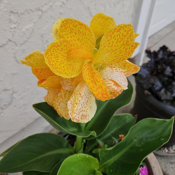 『 Yellow Leopard fam 』by Zuberi 30*40cm national PLANT NETWORK 3.25 in. Canna Cannova Gold Leopard