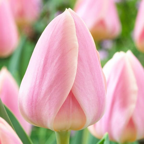 Miracle-Gro 12/Plus cm, Delight Tulip Darwin Hybrid Apricot Bulbs, Fall Planting (Bag of 24)
