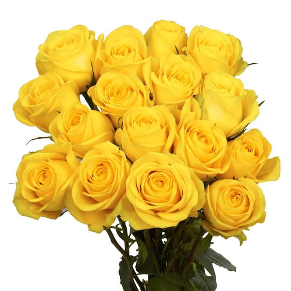 Globalrose Fresh Yellow Roses (50 Stems)